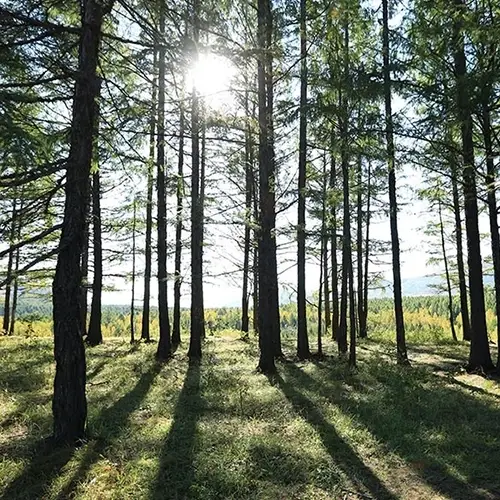 Sonnenlicht fällt durch einen Wald aus hohen, schlanken Bäumen und wirft lange Schatten auf den Grasboden, ähnlich den klaren Linien und der Transparenz einer gut gestalteten WordPress-Website. Der Himmel ist teilweise durch das Blätterdach der Bäume sichtbar, was auf einen klaren Tag schließen lässt.