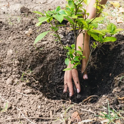 closeup woman outdoors planting a tree in nature